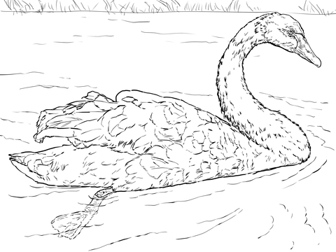 Black Swan Coloring Page